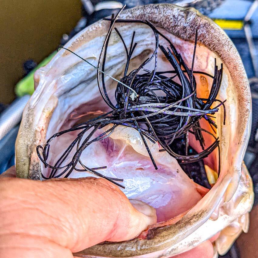 A black and purple swim jig in the mouth of a largemouth bass